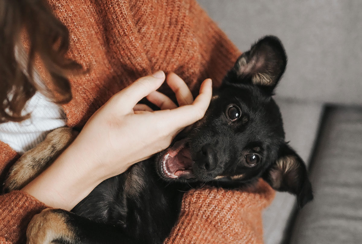 The Dodo – For Animal People