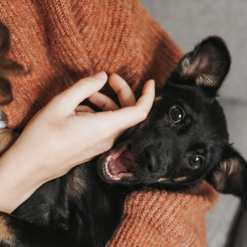 Curabitur Ullamcorper