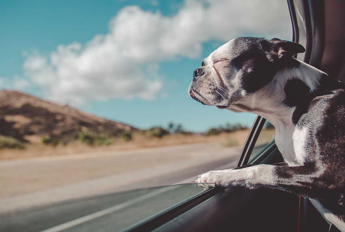 Animal Charity Evaluators