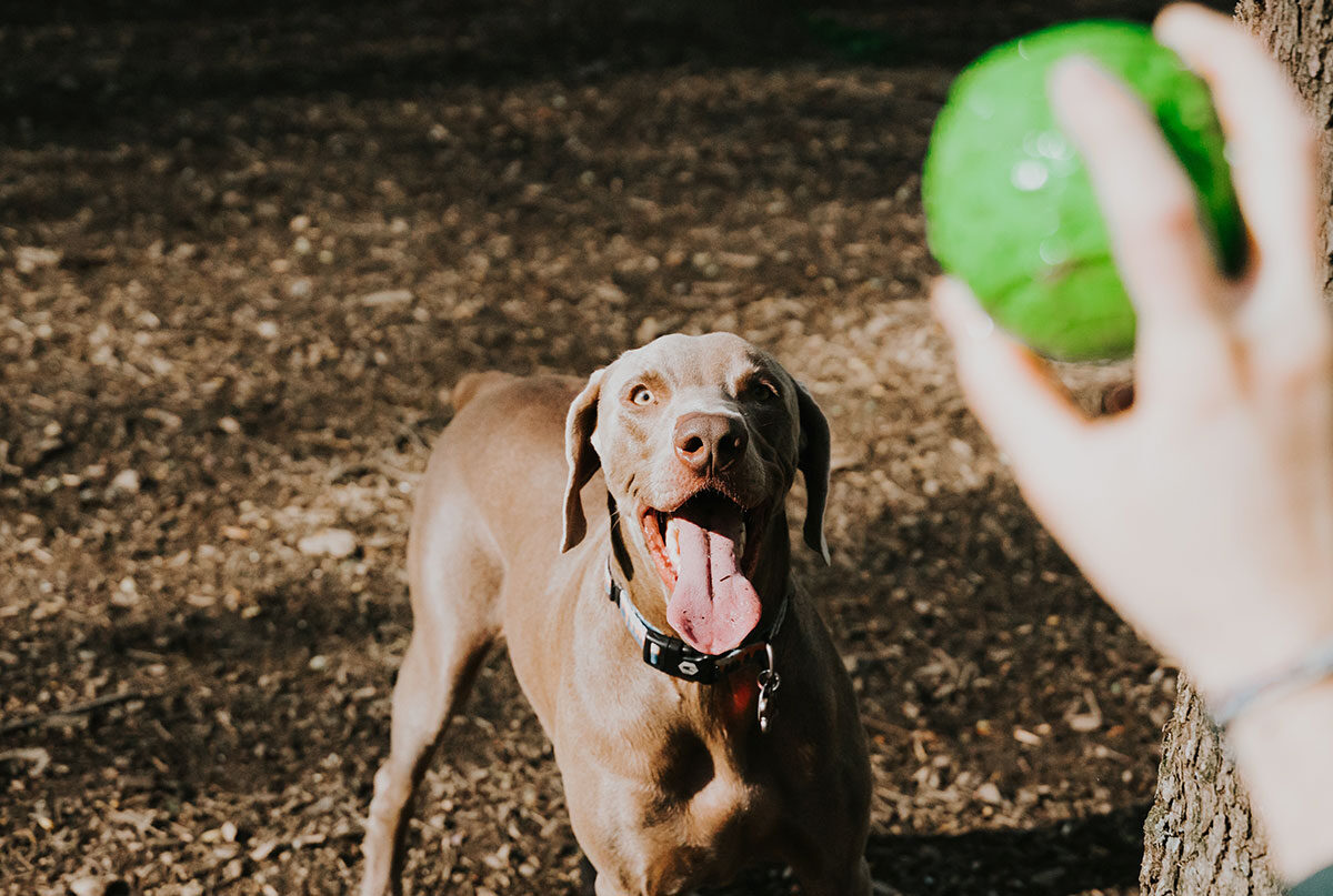 Endangered Species Coalition